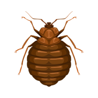 Bed Bug Treatment