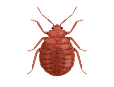 Bed Bug Treatment London