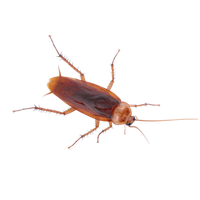 Cockroach Treatment