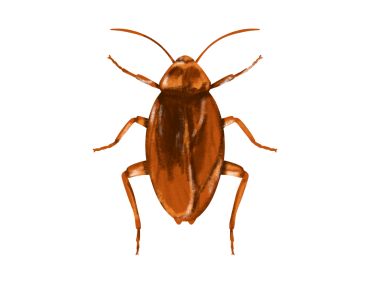 Cockroach Treatment Service London