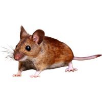 Mice Removal