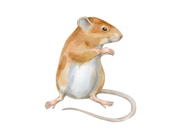 Professional Mice Removal London