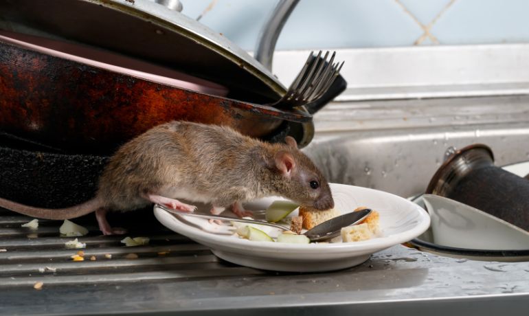 Rat Exterminator and Rodent Removal London