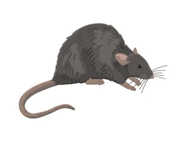 Professional Rat Control Service London