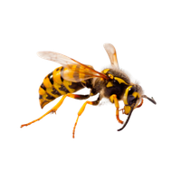 Bed Bug Treatment