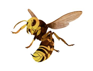Wasp Nest Removal London
