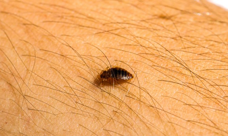 Professional Bed Bug Treatment Service in London