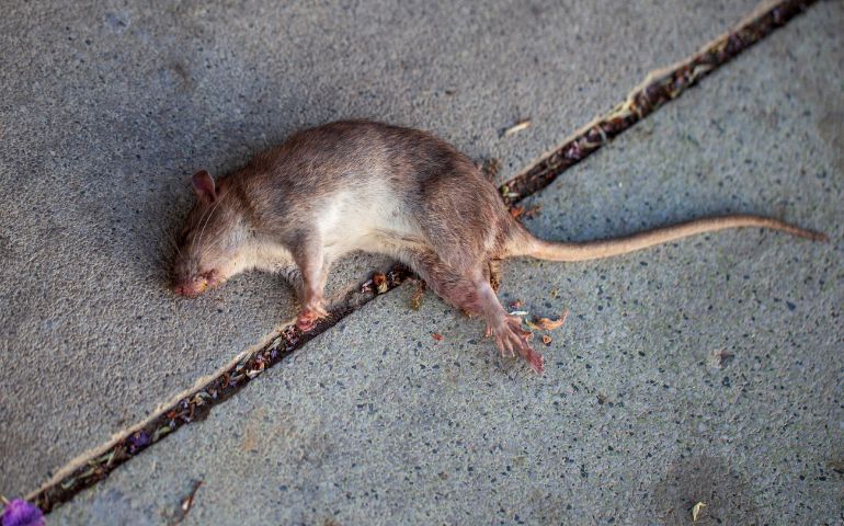 How to Get Rid of Rats in Your Home
