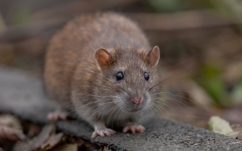 Why Do Rats Enter Homes During Winter