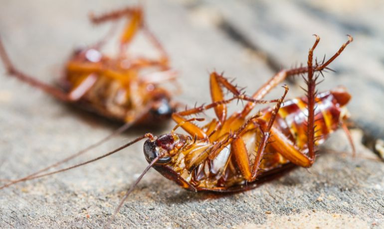 Professional Cockroach Treatment Service in London