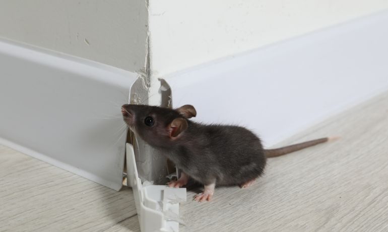 Mouse Exterminator and Rodent Control London