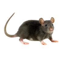 Rat Control