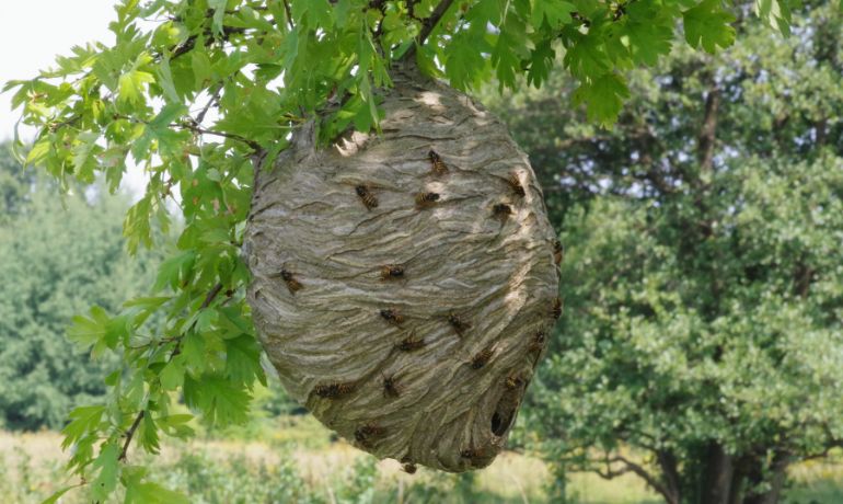 Safe Wasp Nest Treatment and Removal London